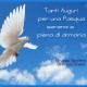 auguri gso sirone pasqua20